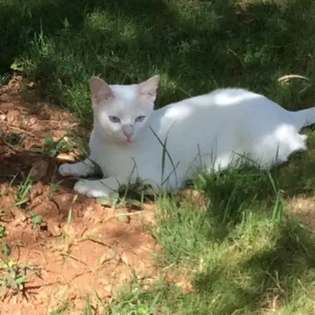 Le Claouraous Calme Bed & Breakfast Canet (Herault)